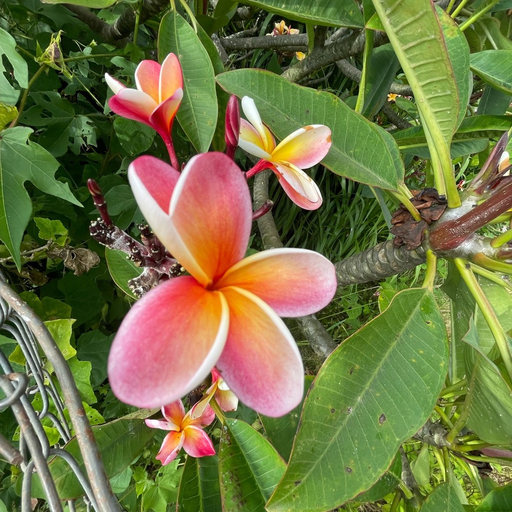 Meet your Posher, Missy